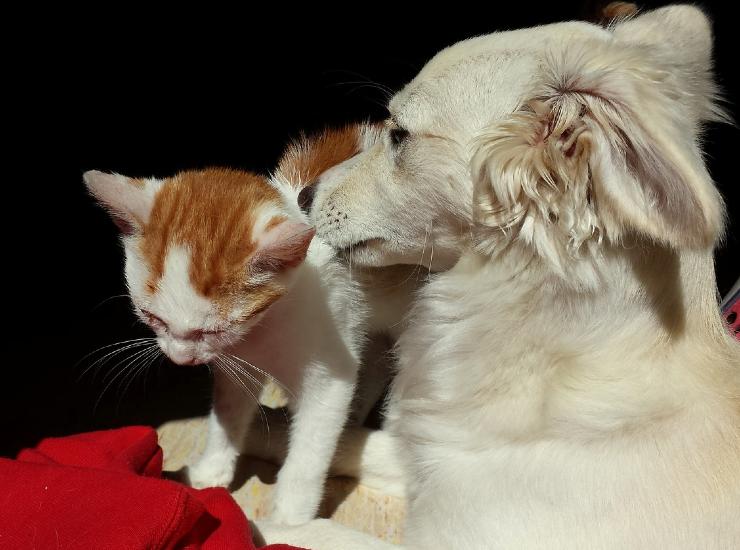 Cani e gatti: espressioni musicali