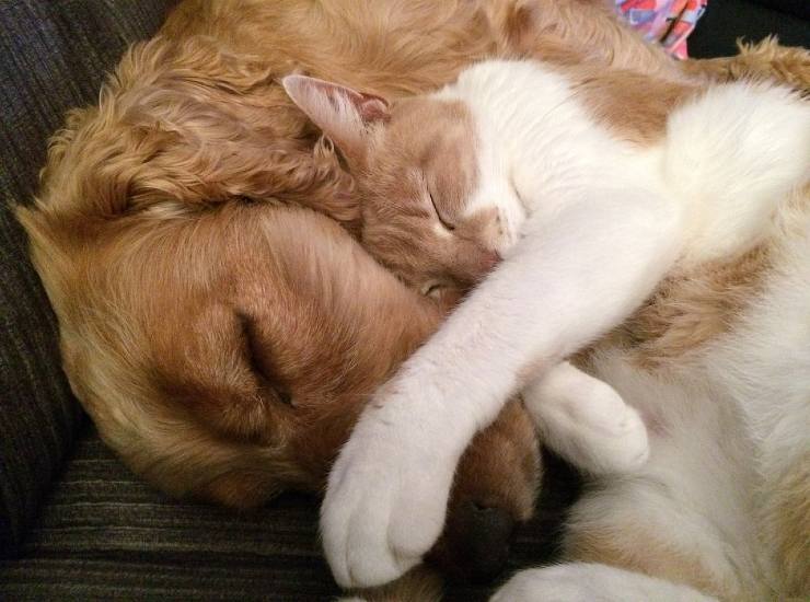 Cani e gatti: arte del gioco