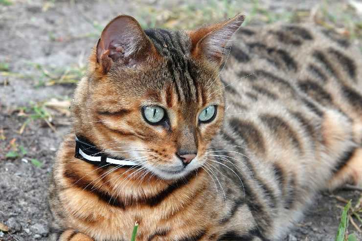 Gatto del Bengala