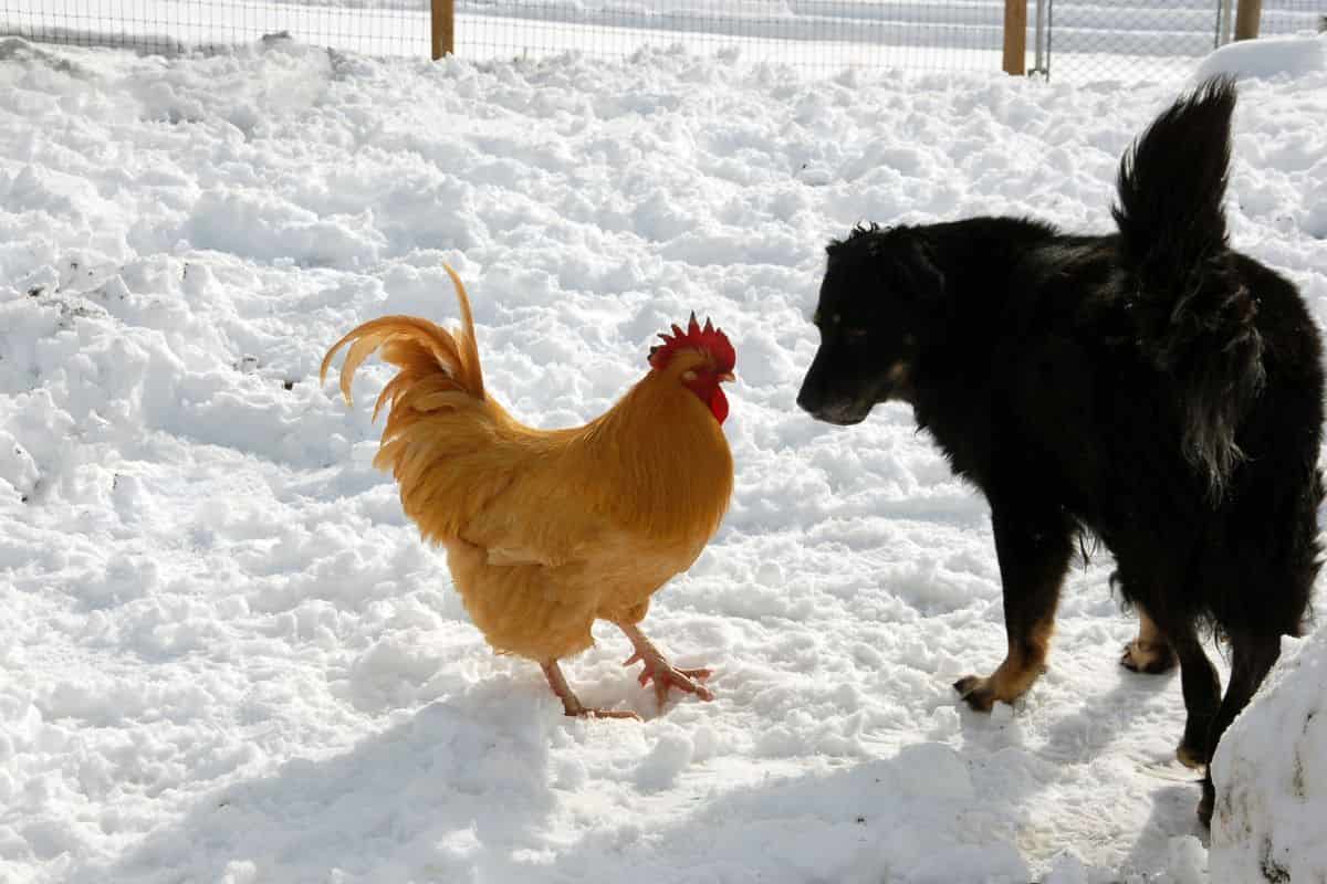 Cane scherza con la gallina