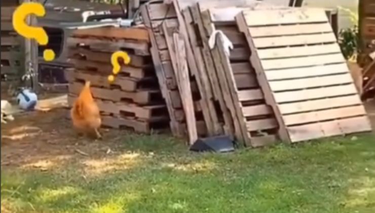 Cane e gallina