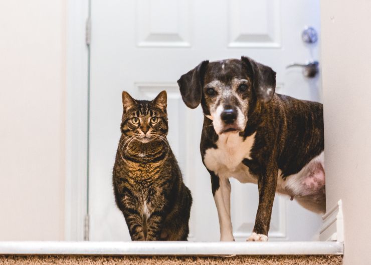 Cane e gatto