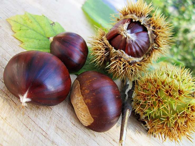 Mettere nel giubbotto le castagne, le proprietà