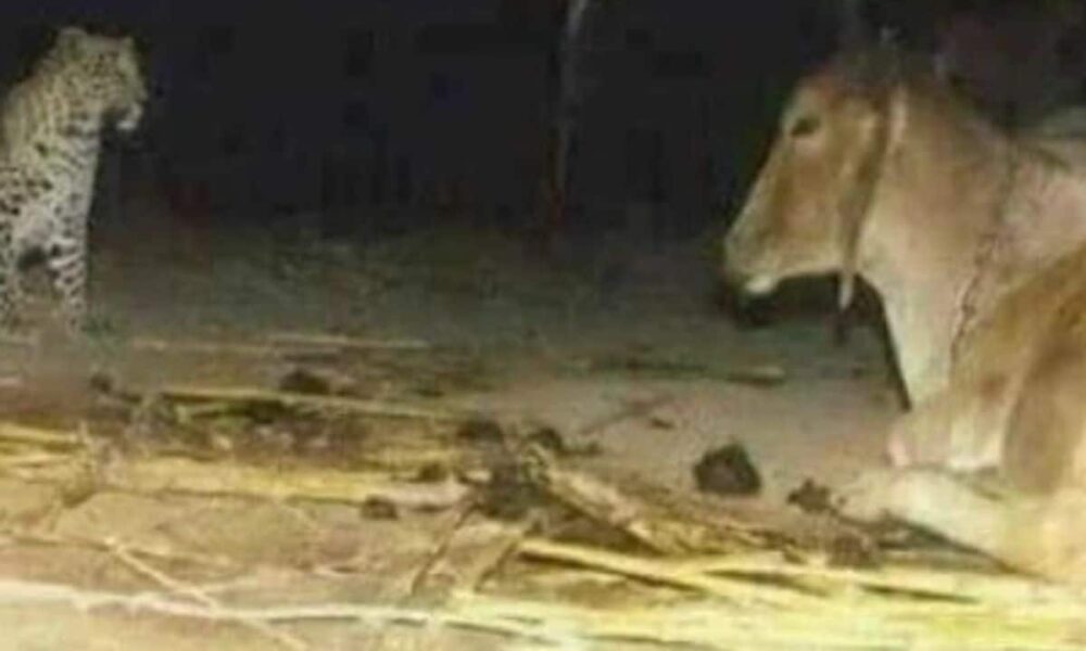 amicizia tra leopardo e mucca