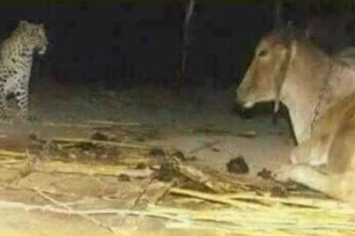 amicizia tra leopardo e mucca