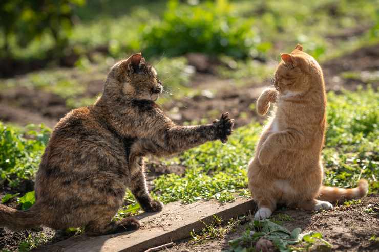 Gatti
