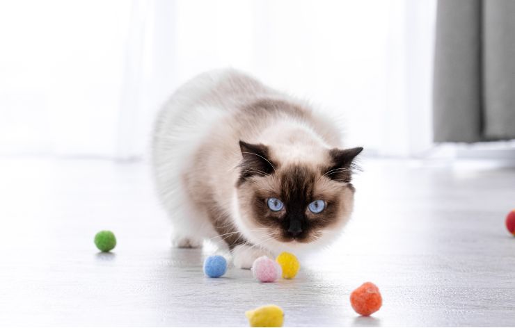 Gioco per gatti
