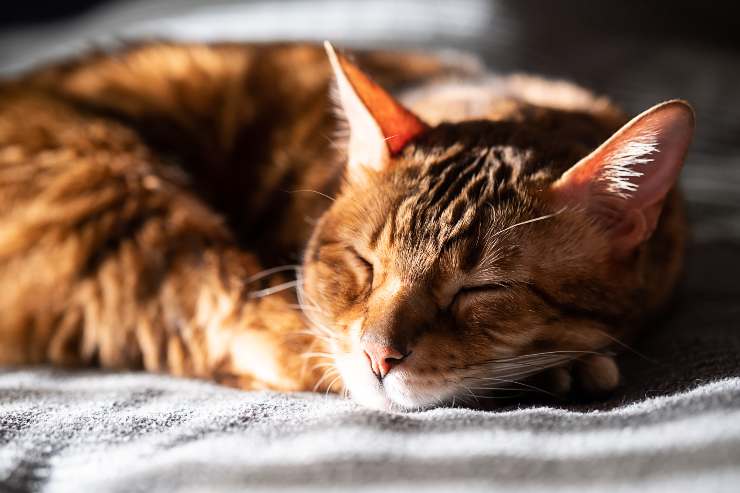 Gatto che dorme