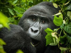 luoghi belli foresta gorilla uganda
