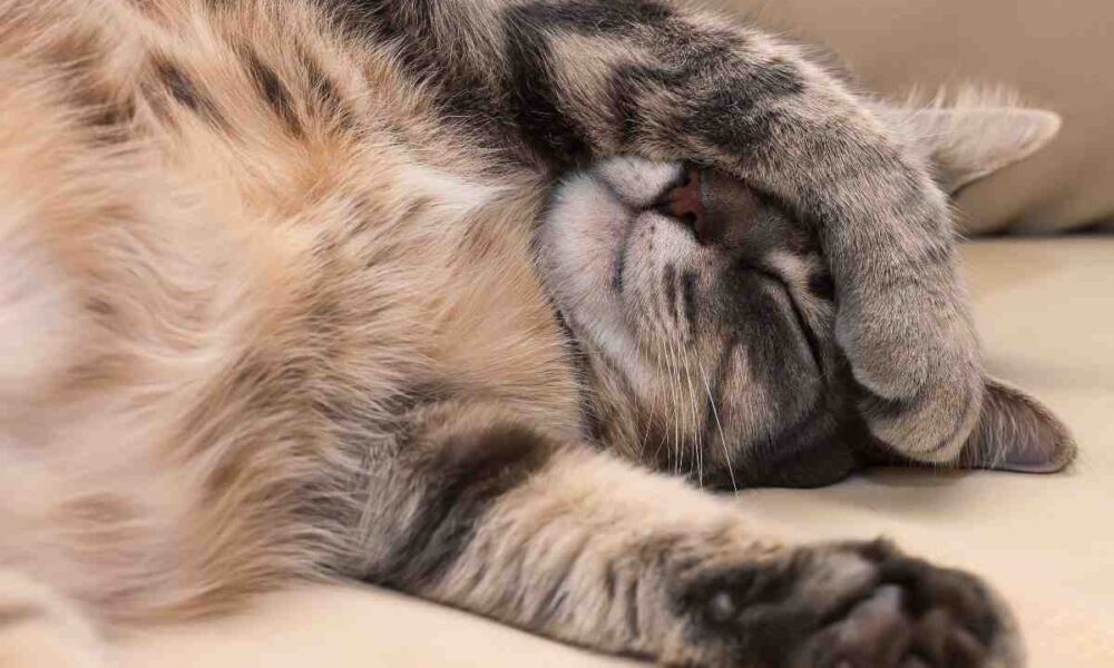 Posizioni sonno animali