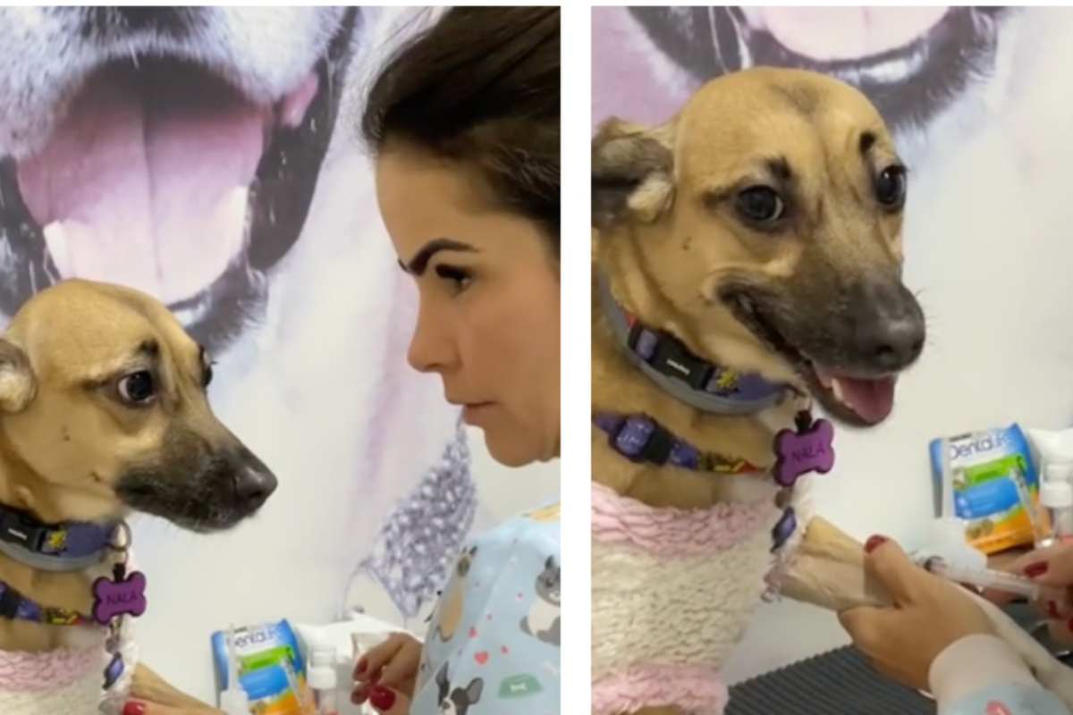 Prelievo di sangue per il cane