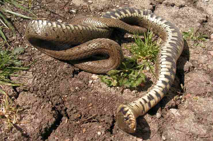 Serpente tanatosi