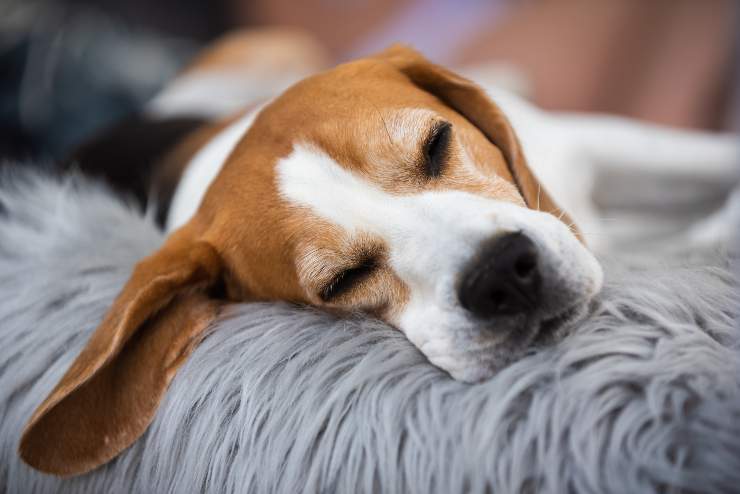 Cane sonno