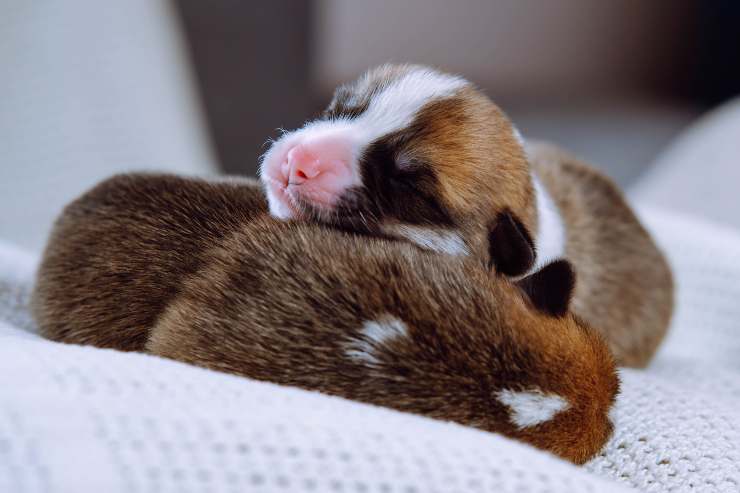 Cuccioli