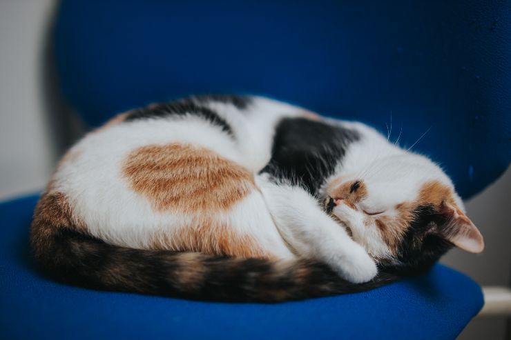 Gatti e sonno
