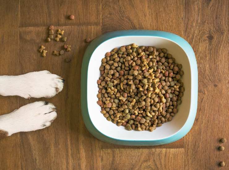 Cibo animale: cani