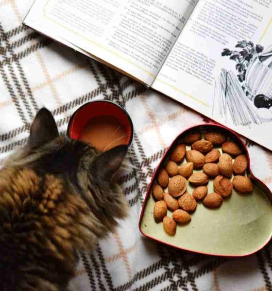 Cibo animale