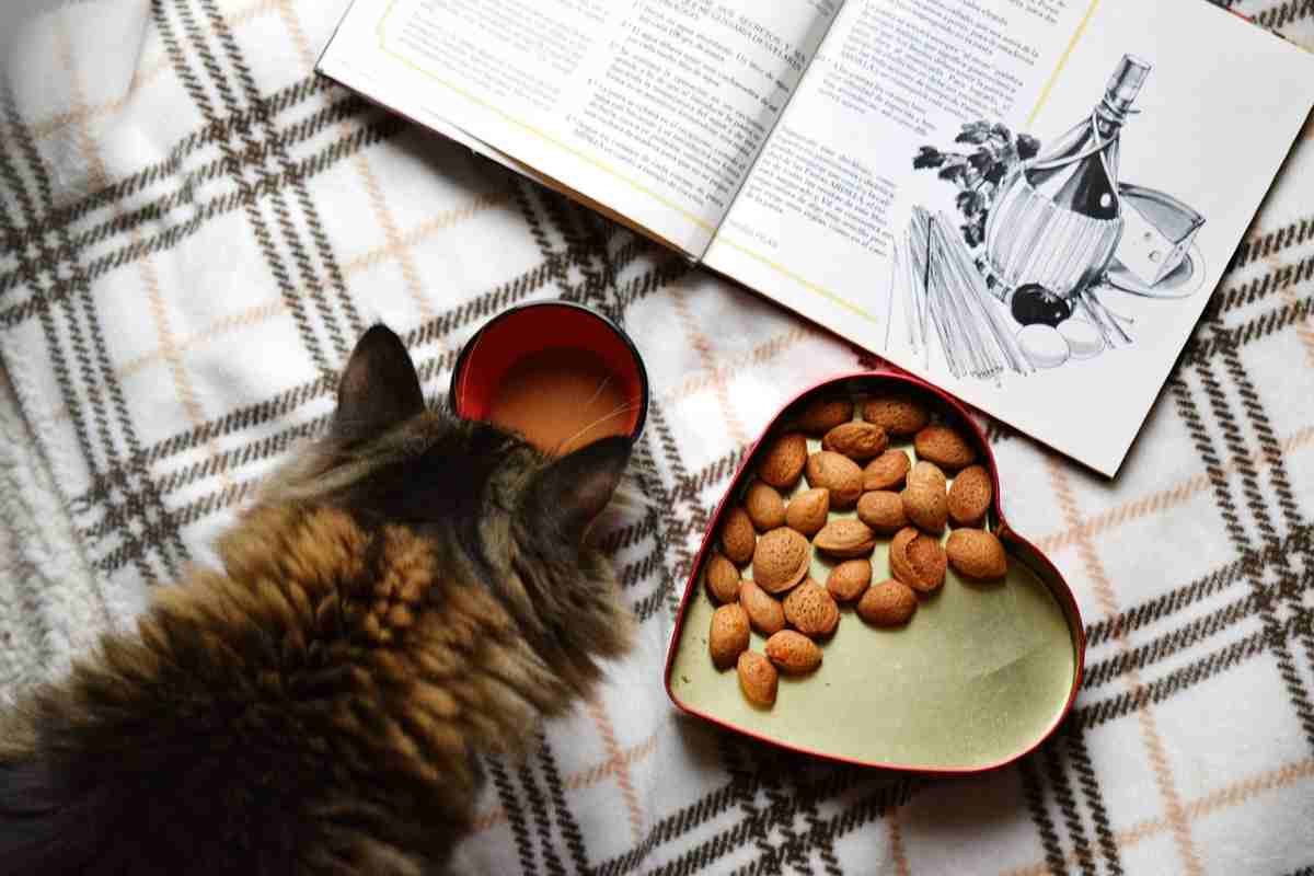 Cibo animale