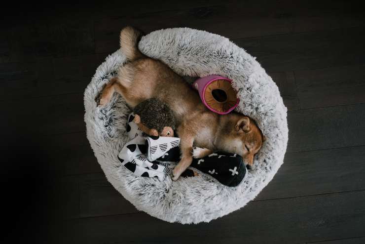 Cane che dorme