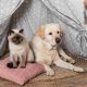 Cani e gatti