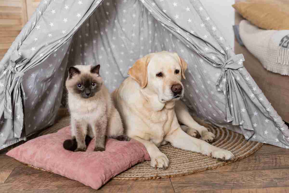 Cani e gatti