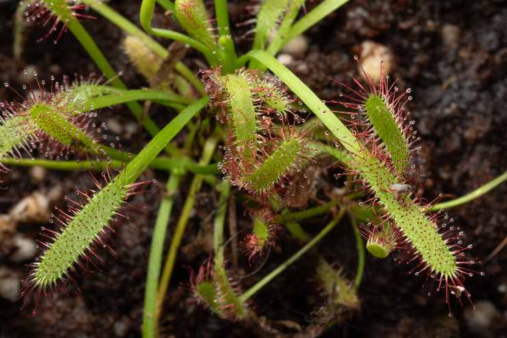 Drosera