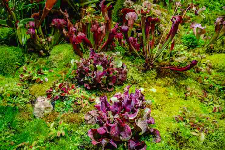 Foresta tropicale