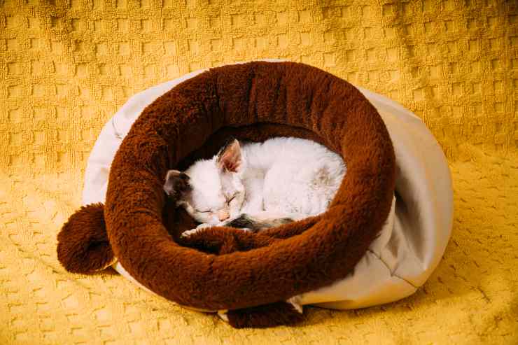 Gatto