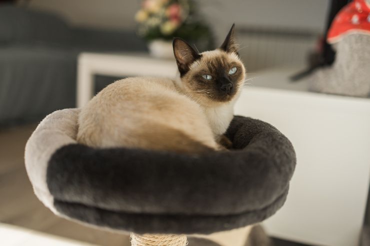 Gatto cuccia