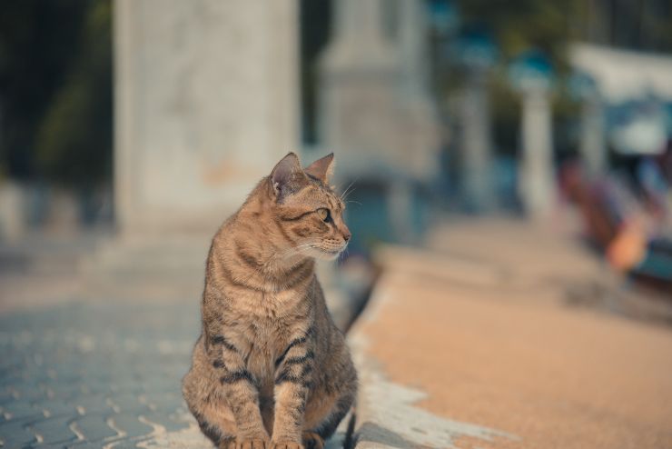 Gatto