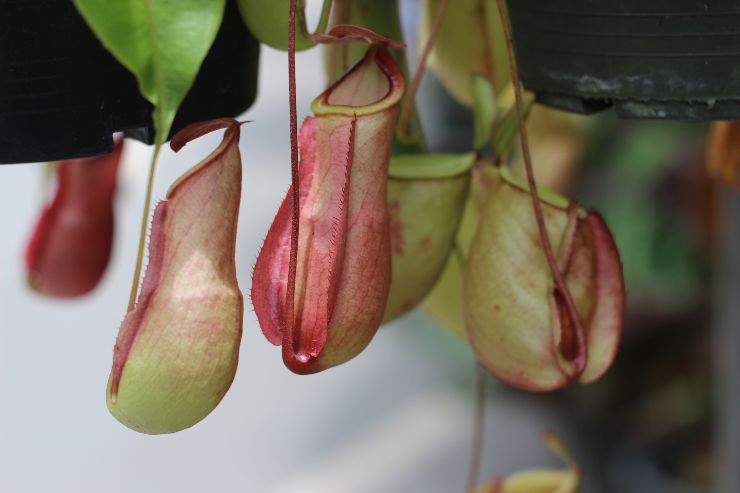 Nepenthes