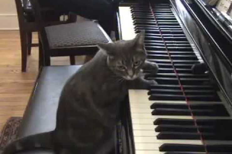 Nora gatta musicista