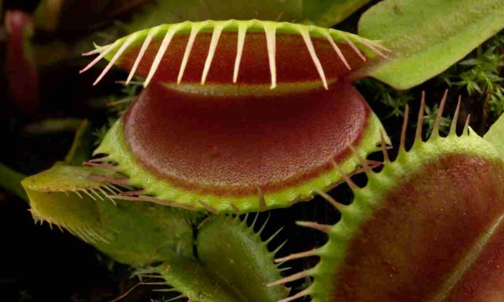 Piante carnivore
