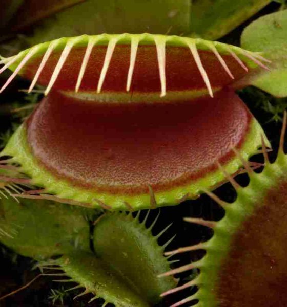 Piante carnivore