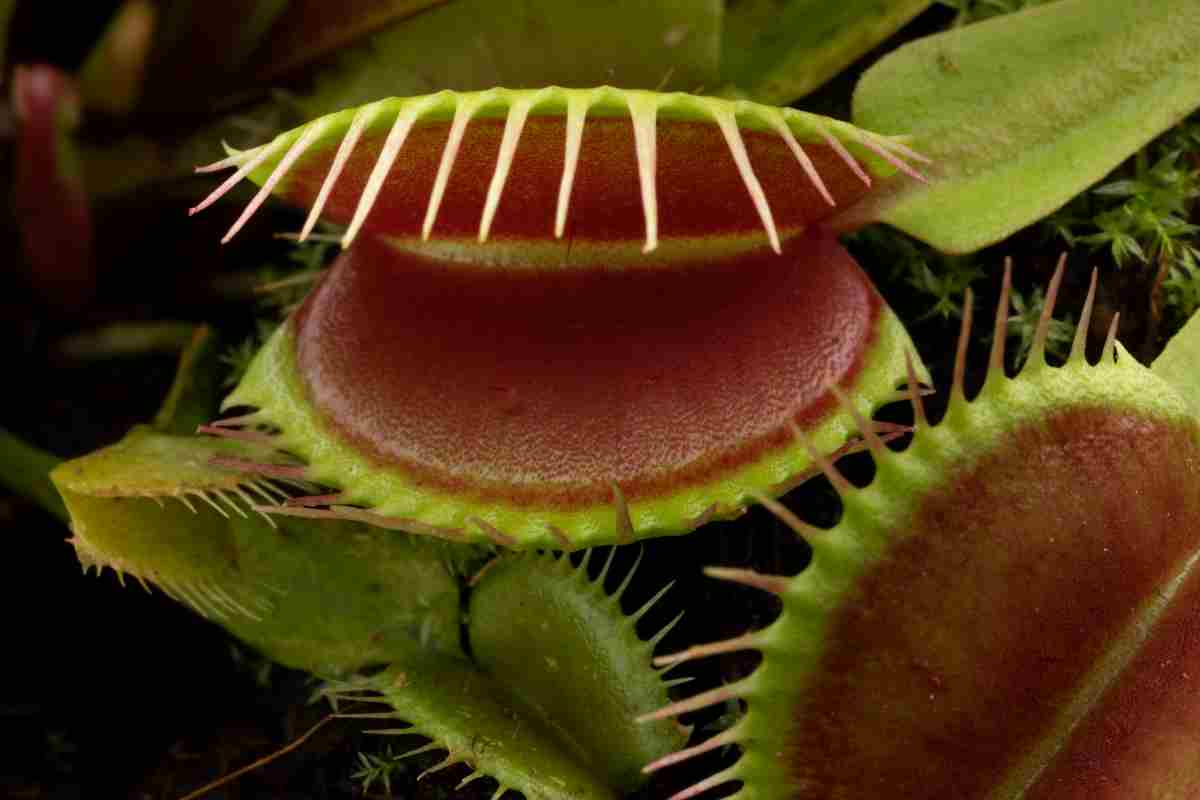 Piante carnivore