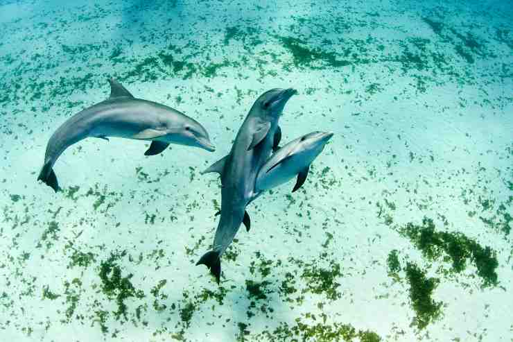 Delfini