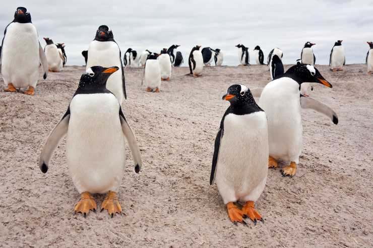 Pinguini