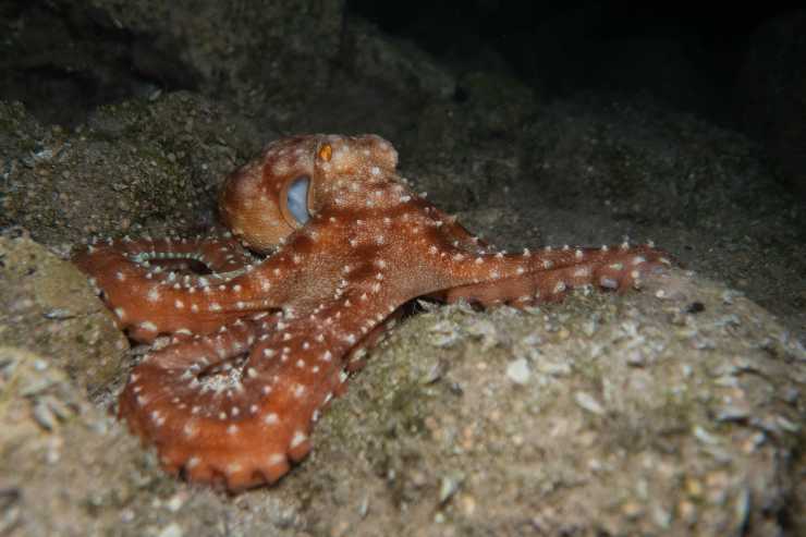 Polpo
