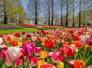 Tulipani bolla speculativa Seicento Paesi Bassi 