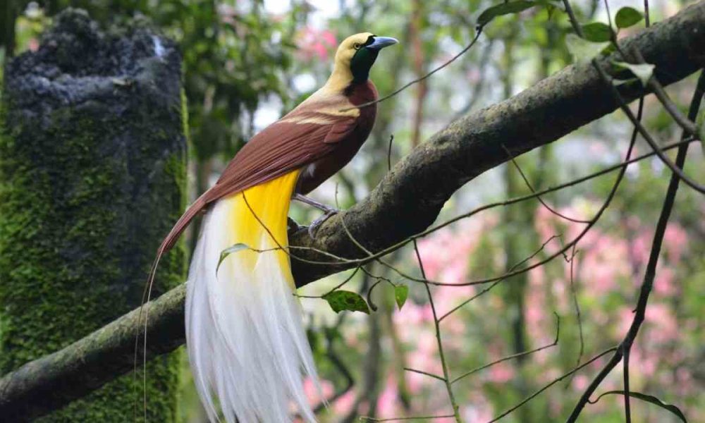 Abitudini regno animale